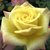 Rumena - Mini - pritlikave vrtnice - Mandarin®
